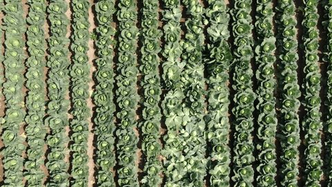 Top Down Drone Descent above Cabbage Plantation