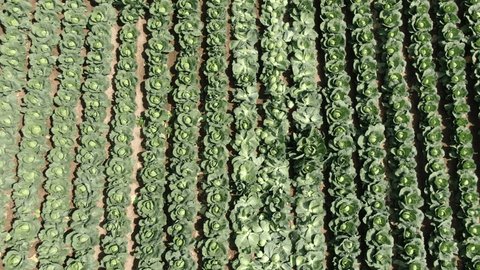 Aerial Tilt Cabbage Rows Horizon