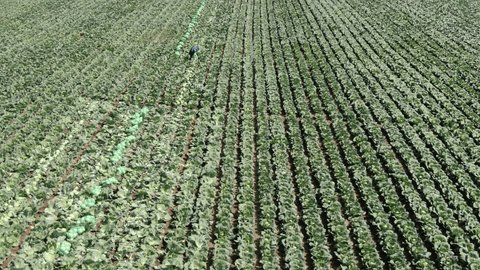 Fast Drone Flight above Cabbage Field Rows