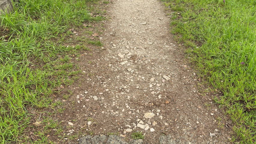A narrow gravel trail cuts through vibrant green grass and tiny purple flowers. The path invites a sense of wandering and peaceful exploration. It feels like a fresh, quiet morning in the countryside.