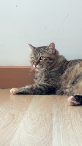 4K vertical shot of a tabby cat lying on the floor, tucking its paws in neatly while staring directly at the camera.
