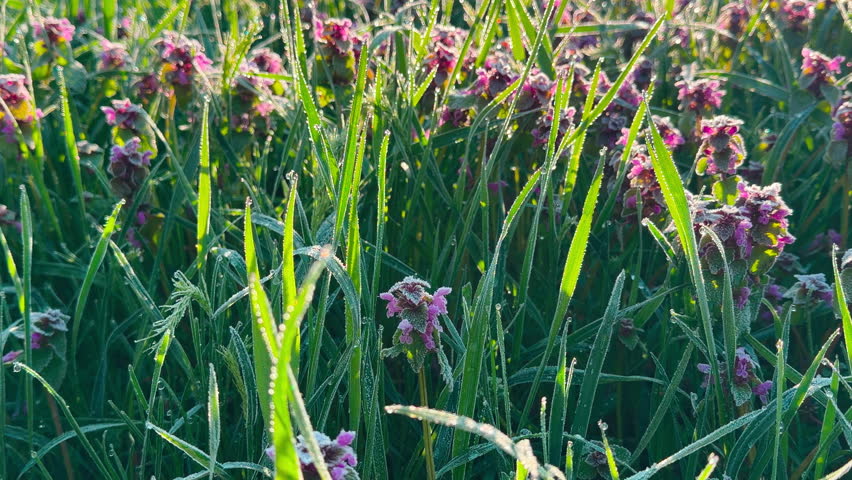 Tiny water droplets glisten on purple flowers and blades of grass in the early sunlight. This fresh morning scene feels peaceful and full of life. It is a beautiful, serene moment in nature.