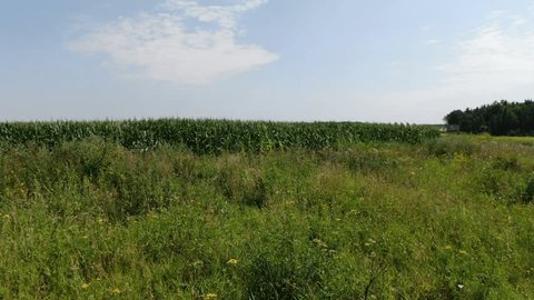Drone Flying Forward above Green Corn Field