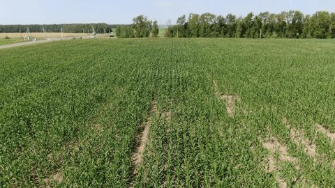 Drone Flying Backward Rising above Corn Field