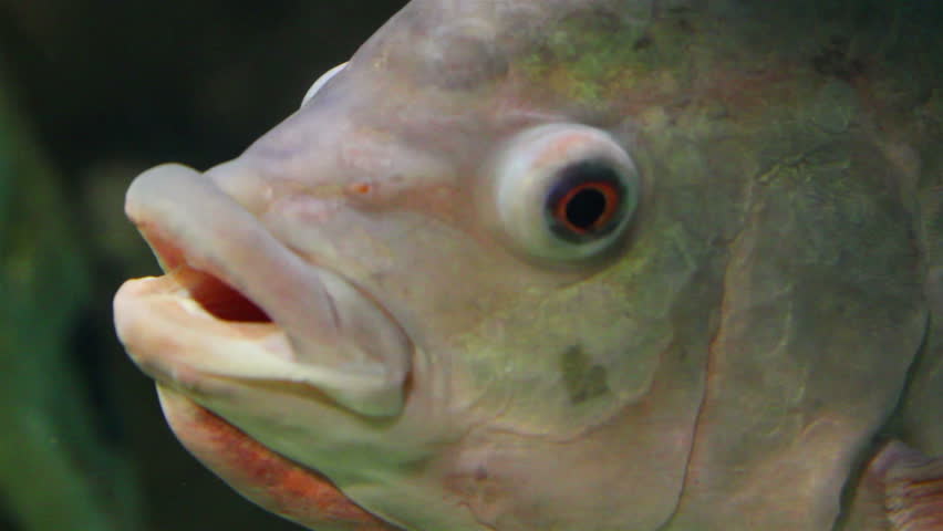 big siamese carp close-up underwater