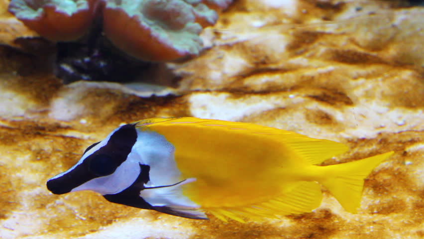yellow rabbitfish - tropical fish underwater