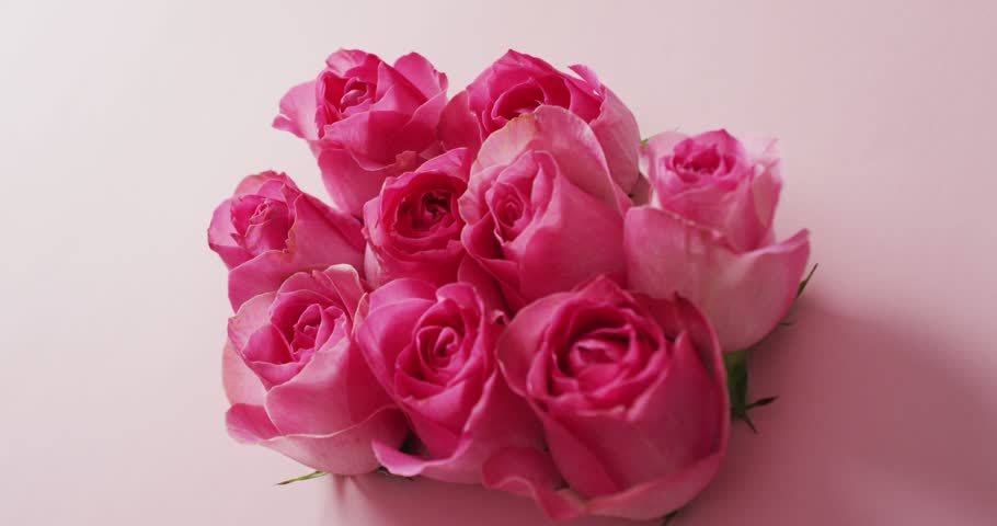 Bouquet of pink roses on pink background at valentine