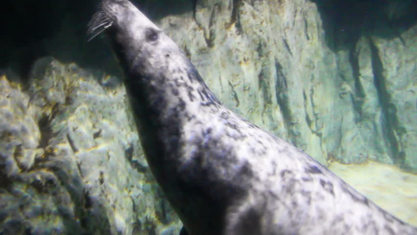 playing young seals underwater