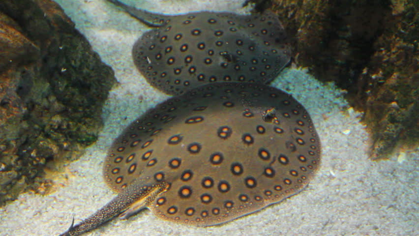 two rays undewater - porcupine river stingray