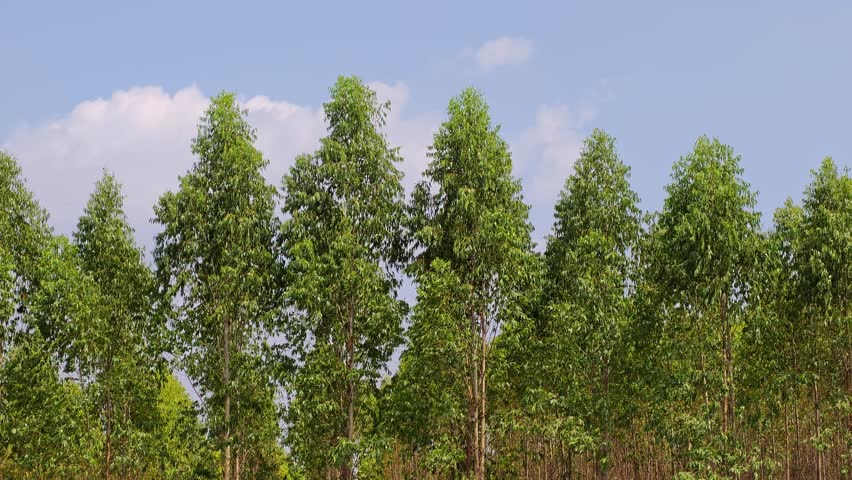 A picturesque view of tall trees creating a peaceful atmosphere in a nature park.