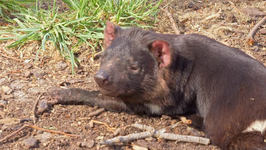 Close Up Of Tasmanian Devil In Tasmania, Australia