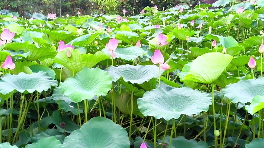 A field of blooming pink lotus flowers and large green leaves swaying gently in a pond, perfect for meditation, wellness, and nature backgrounds.
