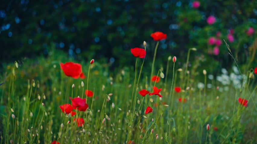 Bright Red Poppy Flowers Bloom In A Green Field. close-up shot