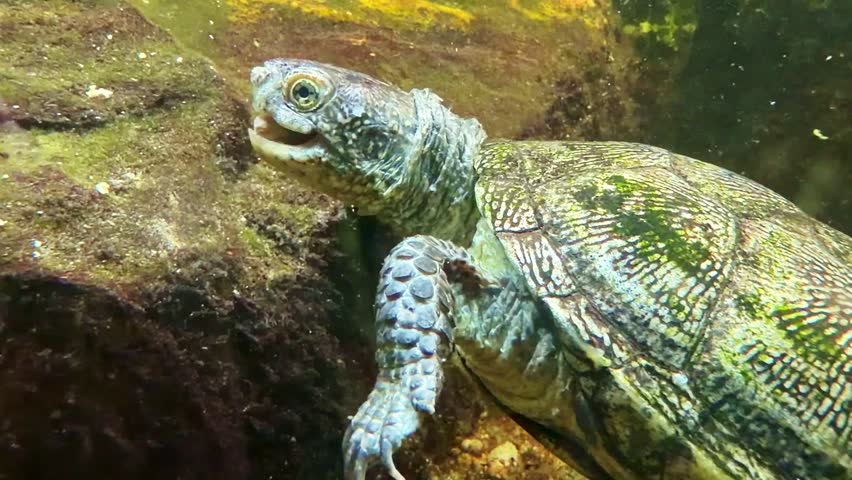 Turtle swimming underwater in aquarium. Close-up