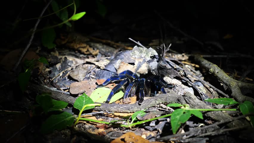 Cobalt Blue Tarantula crawling through leaf litter on forest floor at night. Melopoeus lividus natural behavior in tropical habitat, wildlife documentary background, exotic spider, nobody.