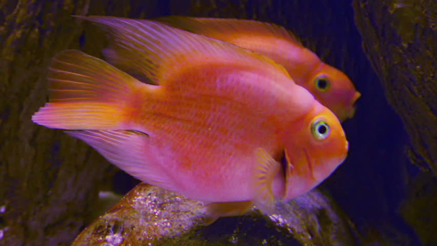 big goldfishe in aquarium