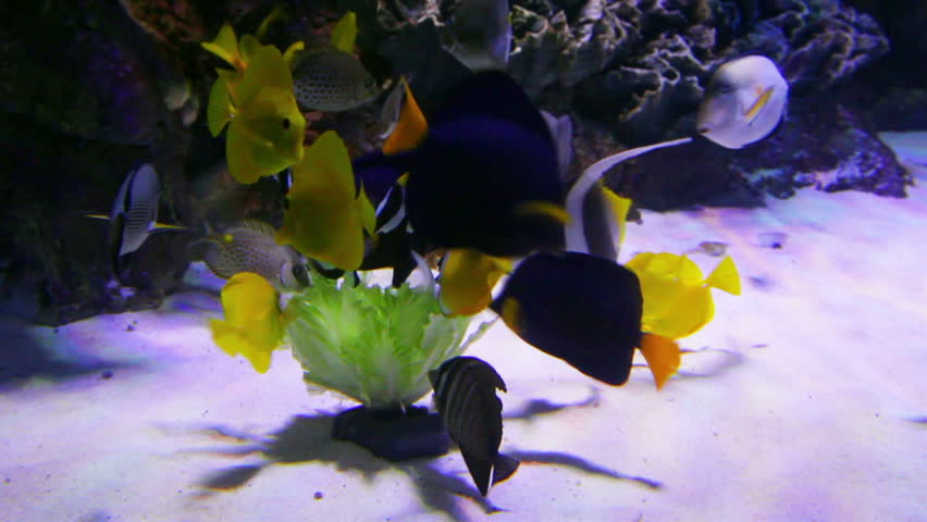 tropical fish feeding underwater
