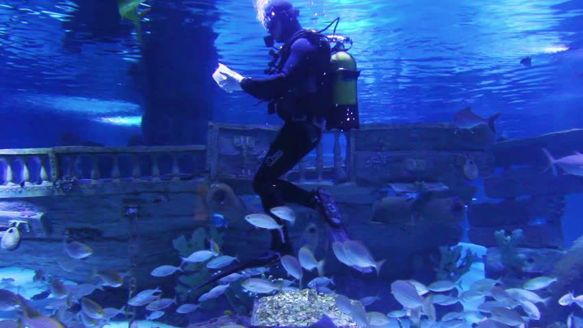 diver in oceanarium feeding fish