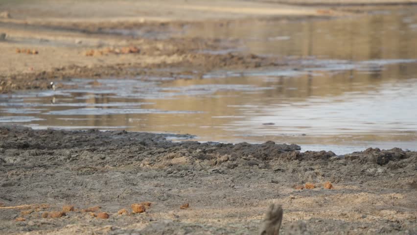 Female nyala walking in slow motion along a muddy watering hole, moving left to right in Kruger National Park, South Africa. Calm safari wildlife scene in savanna habitat.