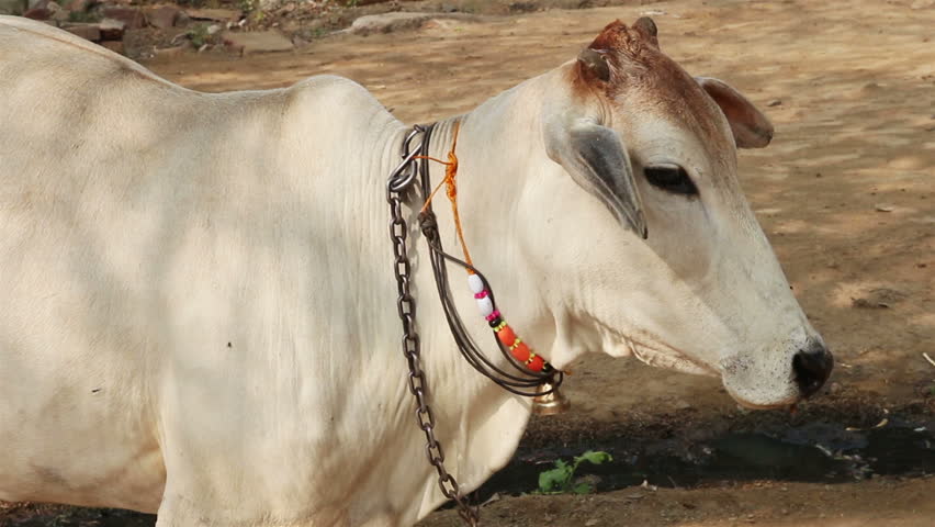 indian white cow portrait