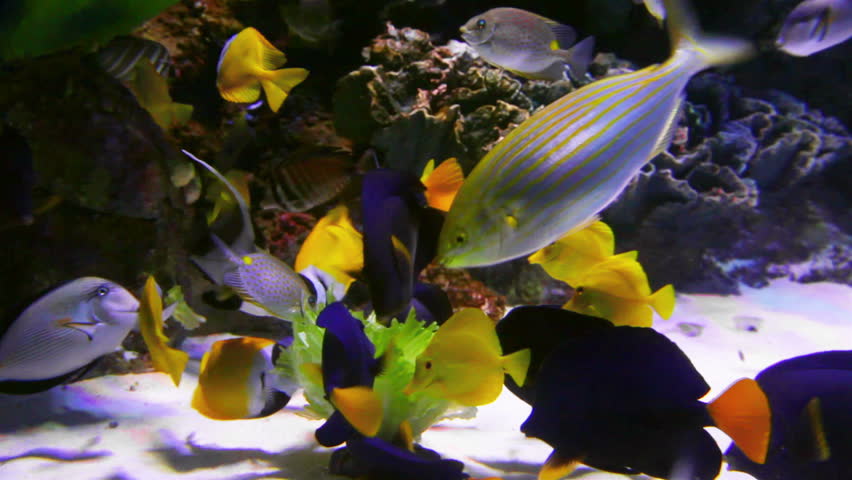 tropical fish feeding underwater