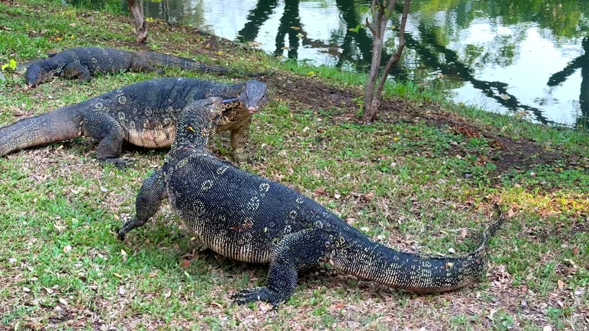 Two large monitor lizards (Varanus salvator) are fighting on the lawn in Lumpini Park, Bangkok.