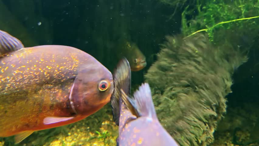 Red-bellied piranha fish with sharp teeth swimming underwater in freshwater aquarium
