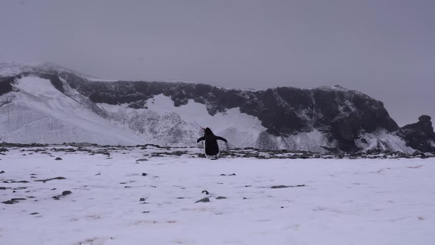 Antarctic expedition. Penguin walks on snowy landscape near mountains.  Antarctic Peninsula. Half moon Island