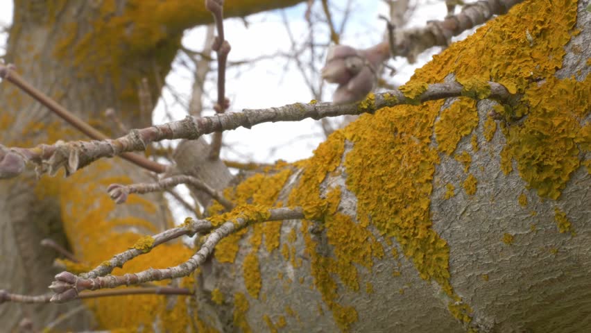 Thallophytes Moss Growing On The Trunk And Branches Of A Tree With Buds. Tracking Shot