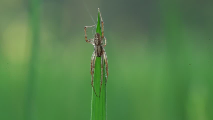 Extreme close up of a small spider standing on the tip of a green blade of grass, releasing a silk thread into the wind for dispersal in a lush, out of focus natural environment