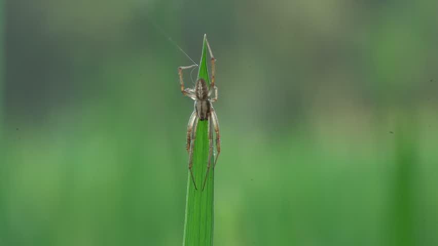 Tiny brown spider patiently spinning a delicate silk thread from the tip of a vibrant green grass blade, showcasing intricate insect behavior in a natural, blurred background setting