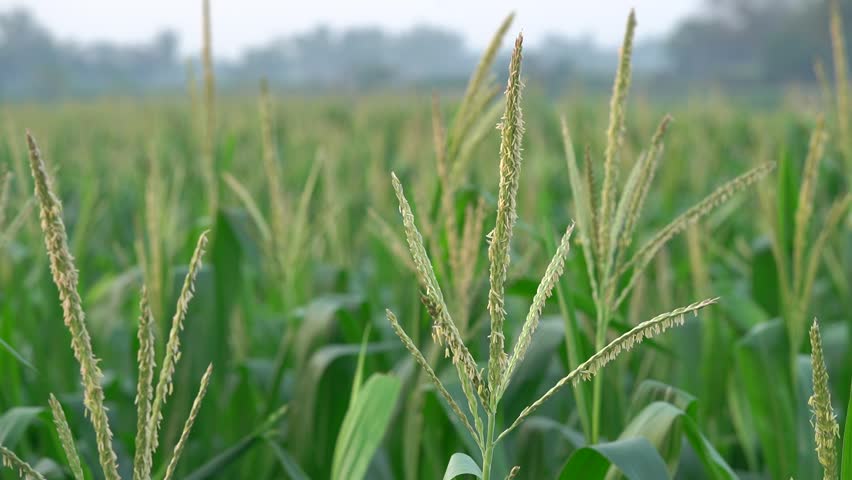 Close up of green corn plants blooming with flowers and tassels gently swaying in the wind in a vast agricultural field, with a soft, blurred background on a sunny day in the countryside
