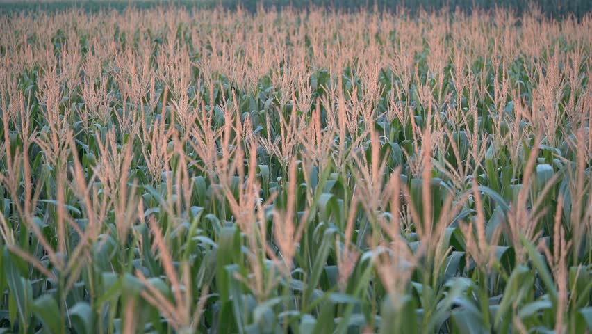 Lush green corn plants with golden tassels gently swaying in the breeze in a vast agricultural field during a calm sunset, illustrating the serene beauty of rural farming landscapes