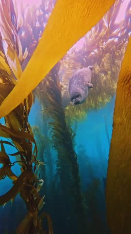 Cute Harbor Seal Swimming and Looking into Camera in Giant Kelp Forest Underwater
