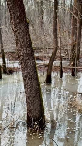 trees in a flooded area where water reflects the bare branches. The flooded trees stand tall amidst the murky water and leaf litter.