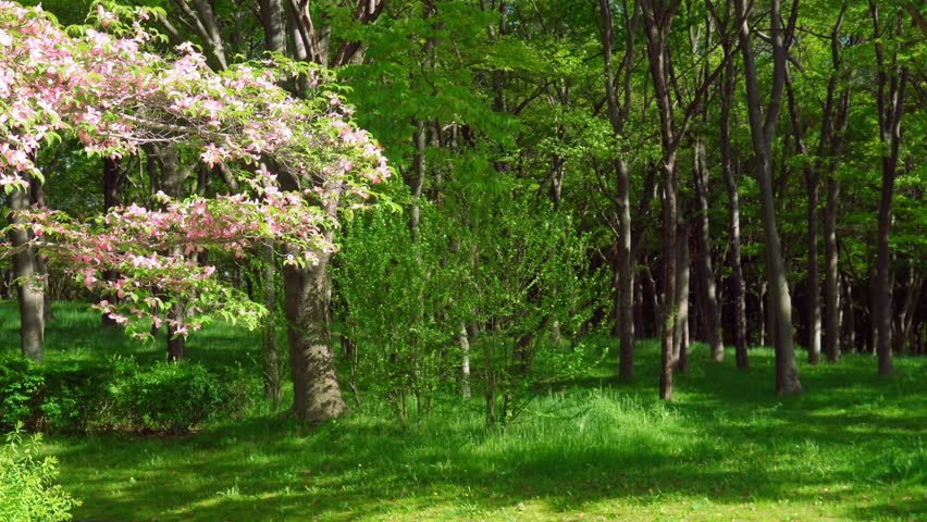 Peaceful spring forest landscape featuring pink dogwood blossoms and vibrant green trees