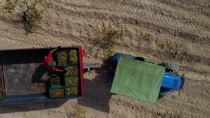 Aerial View of Young Vineyard and Rural Landscape