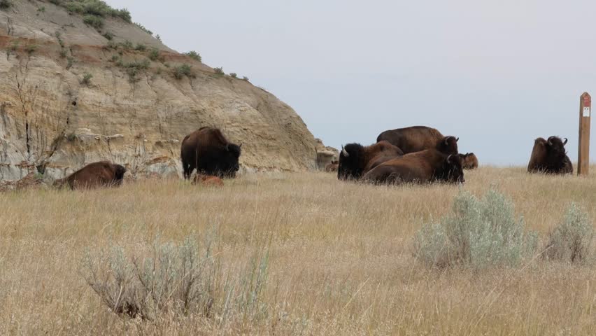 A herd of American Bison grazing in a field in Theodore Roosevelt National Park in North Dakota
