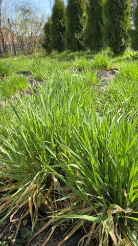 Close up frame of spring grass blowing up by wind under the sun shine