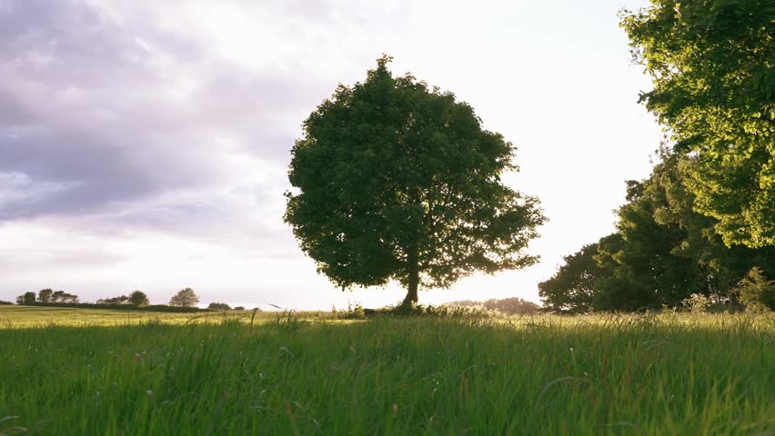 Single tree standing in lush green meadow under soft natural daylight.