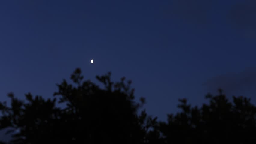 Half Moon third quarter with windy tree silhouettes on a morning blue hour sky.