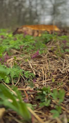 a tree stump in a green field. The ground is covered with small plants and grass around the stump, indicating a natural setting with growth.