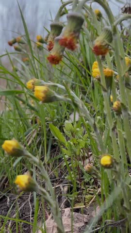 yellow flowers in a grassy area, with green stems and buds. The vibrant yellow flowers are in various stages of bloom among the green foliage.