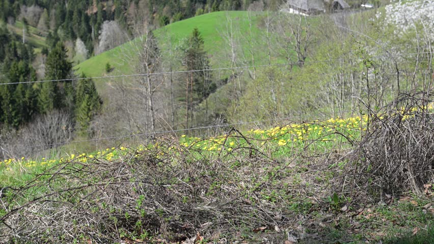 Panoramic spring landscape of lush green meadows, wooded slopes, and distant mountains under clear daylight in rural Switzerland.