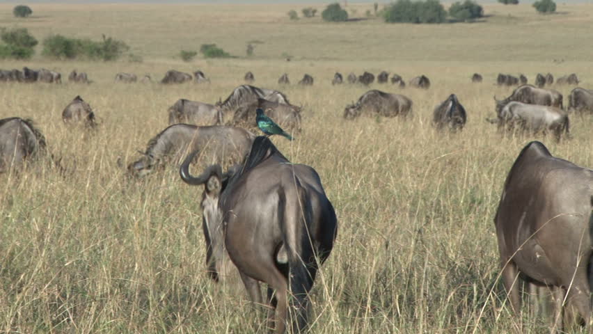 a sterling blue bird  on the back of a wildebeest.