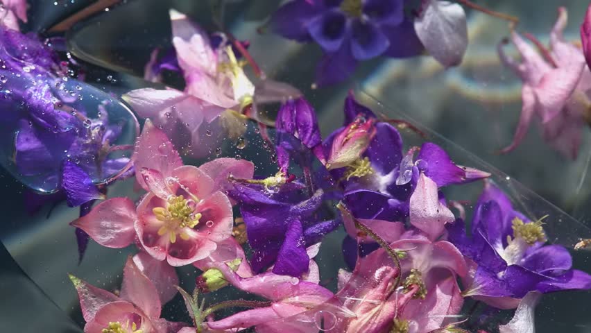 Close-up of pink and purple flowers submerged in water with air bubbles and light reflections. Macro video highlighting floral details and textures. Abstract springtime and nature concept