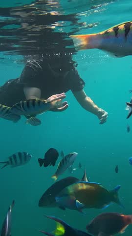 Underwater snorkeler feeding tropical fish near coral reef lone snorkeler in black rashguard offers food as colorful sergeant major and tropical fish swirl in turquoise Bali water, vertical video