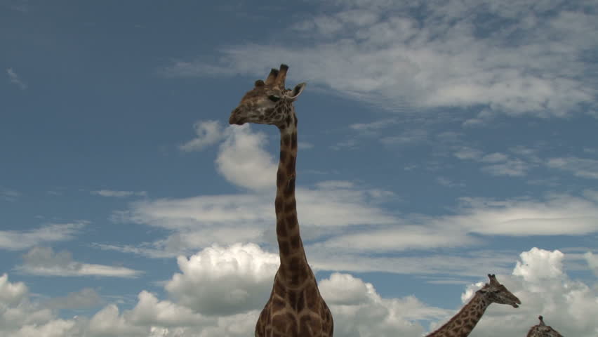 a tick bird on the long neck of a giraffe showing the patterns
