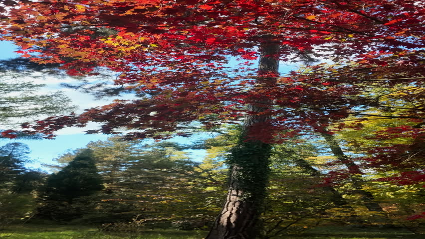 Vibrant Autumn Trees with Red, Yellow and Green Leaves.
