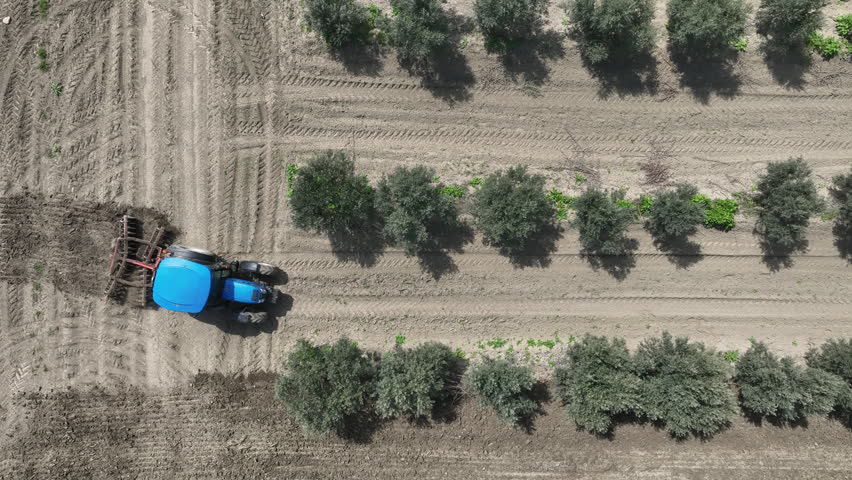 Dynamic drone footage of agricultural work in an industrial olive orchard. A blue tractor is shown tilling the dark earth between perfectly aligned rows of olive saplings under a bright, cloudy sky in Kakheti region, Georgia.